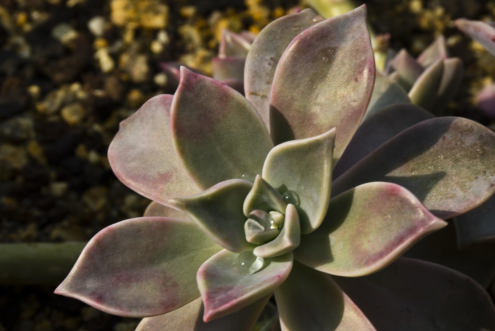 Graptopetalum