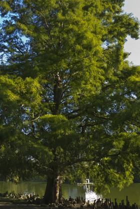 Cyprès de Louisiane