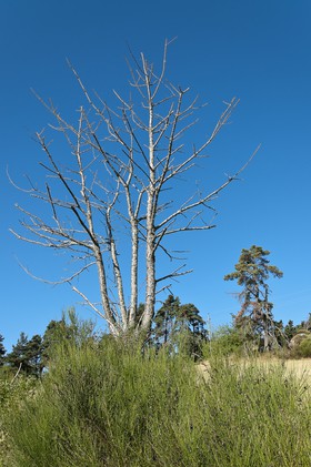 Arbre mort