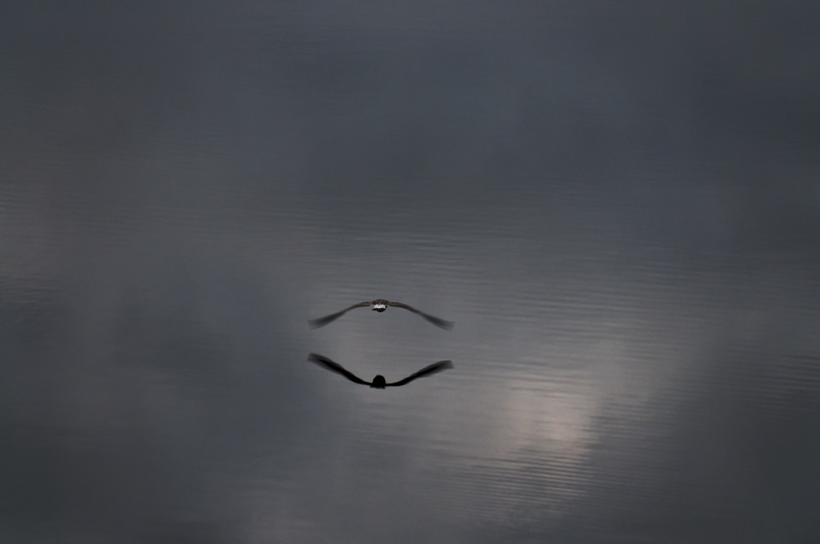 L'oiseau et son double