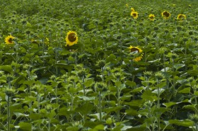 Champ de tournesols