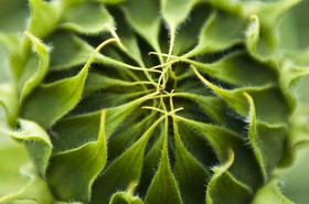 Bourgeon de tournesol