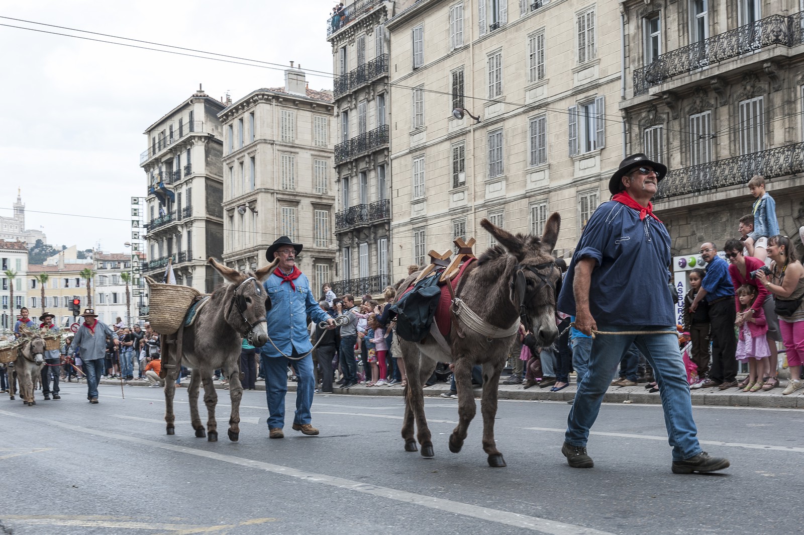 TransHumance : ânes devant la foule