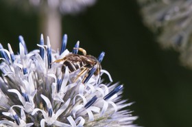 Abeille butinant un chardon