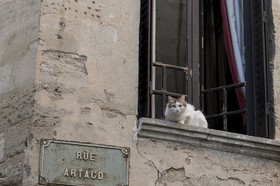 Le chat à la fenêtre