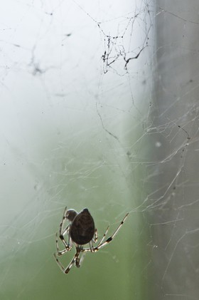 Silhouette d'araignée