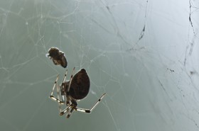 Silhouette d'araignée