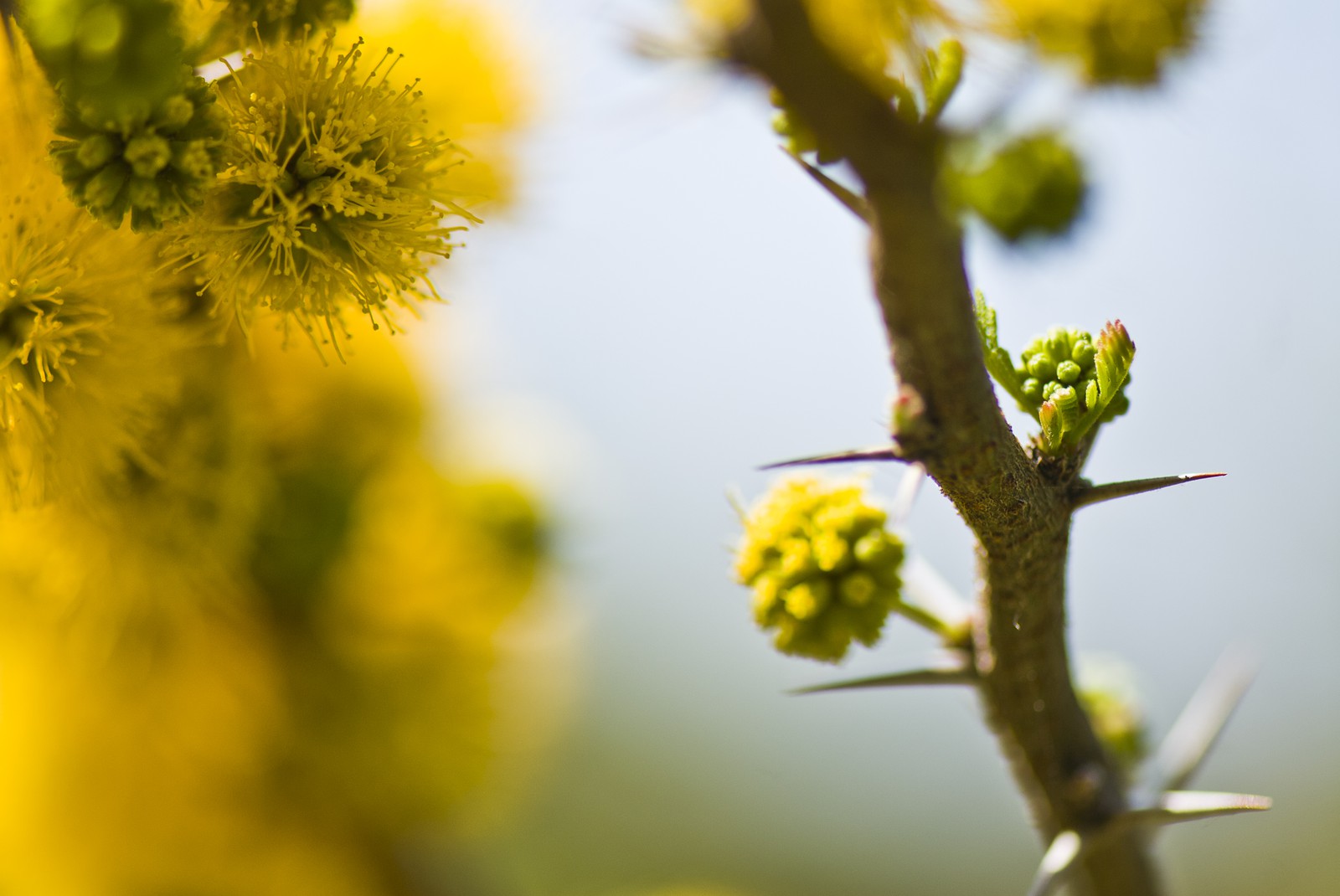 Fleurs de mimosa