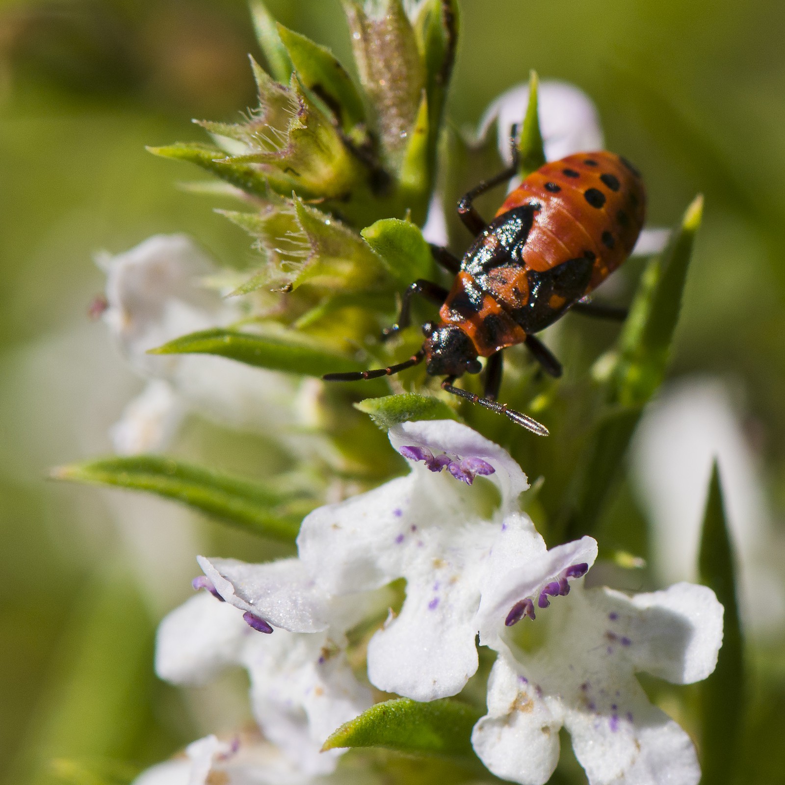 Larve de &quot;gendarme&quot;