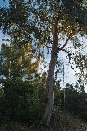 Eucalyptus