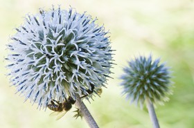 Abeille butinant un chardon