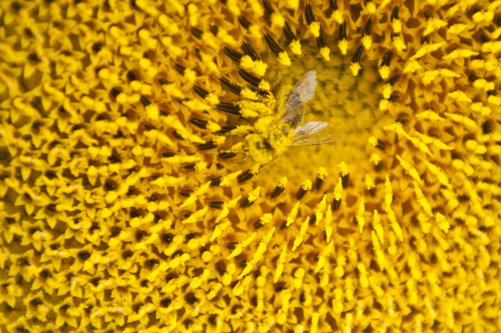 Abeille sur une fleur de tournesol