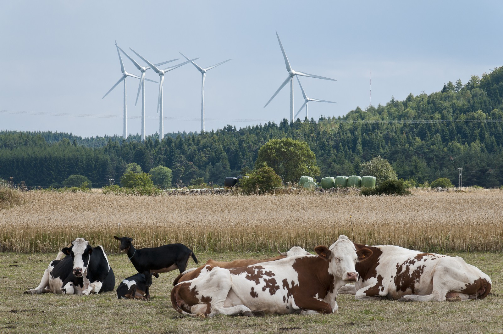 Vaches et éoliennes