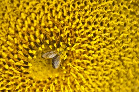 Abeille sur une fleur de tournesol