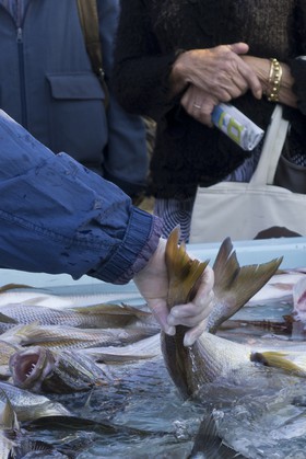 Marché aux poissons