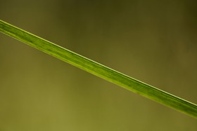 Détail de feuille mince