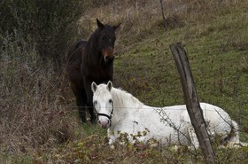 Chevaux