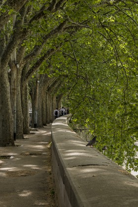 Platanes sur le Tibre