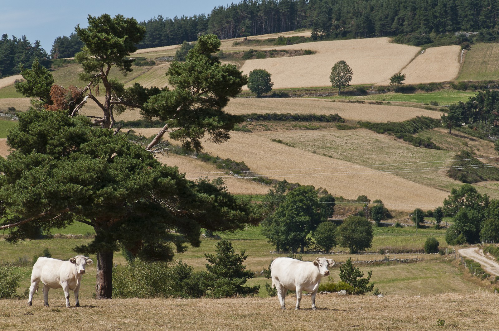 Vaches dans un pré