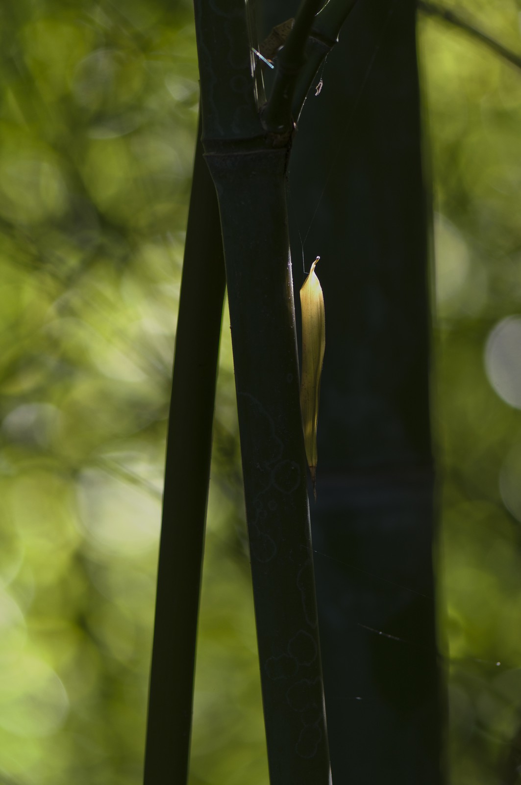 Effet de lumière sur une feuille