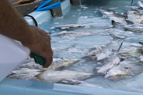 Marché aux poissons