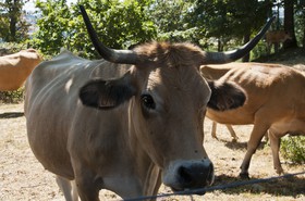 Vache &quot;Aubrac&quot;