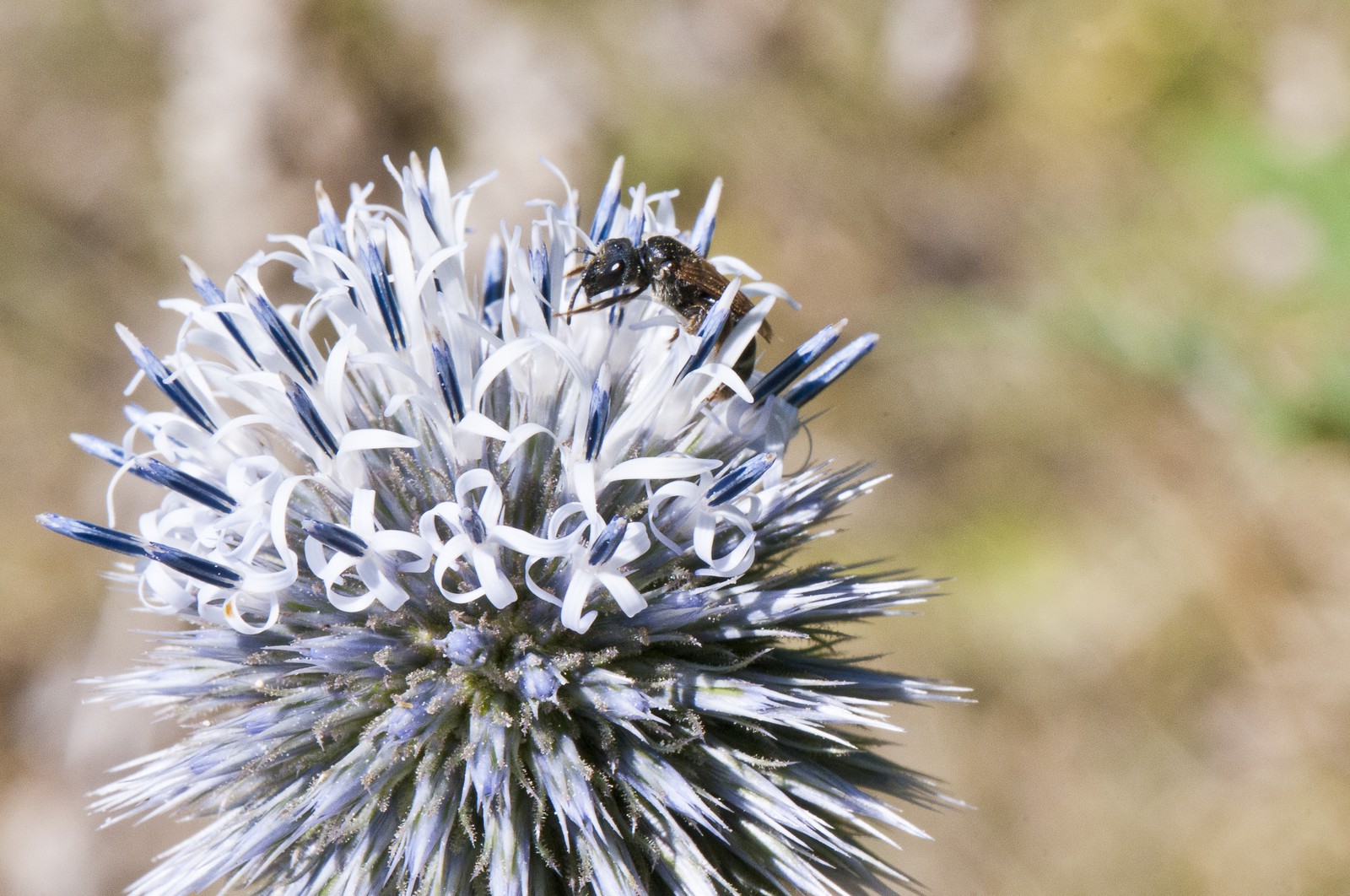 Abeille butinant un chardon