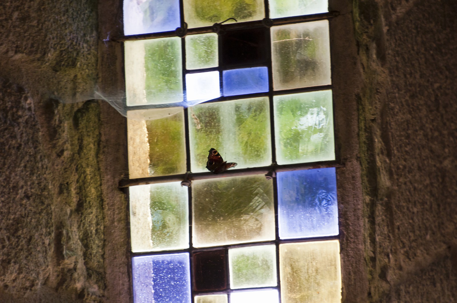 Papillon sur un vitrail