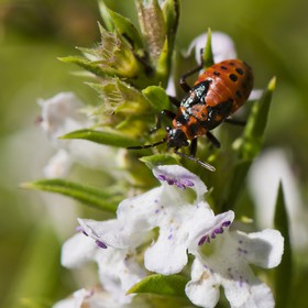 Larve de &quot;gendarme&quot;