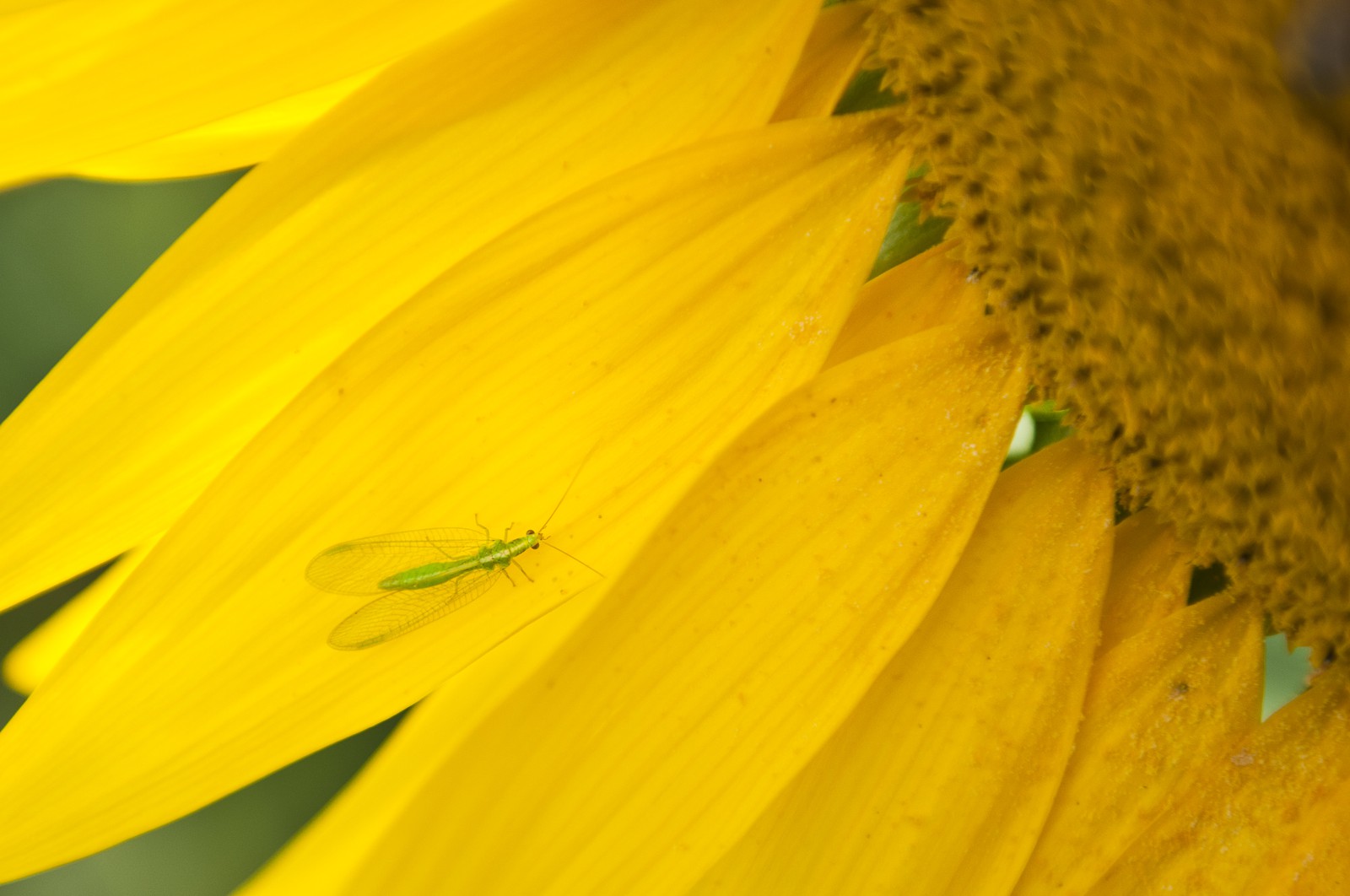 Insecte sur fleur de tournesol