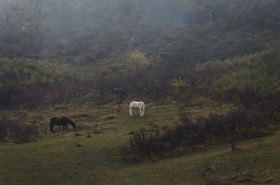 Chevaux dans un champ