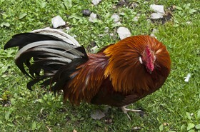 Coq