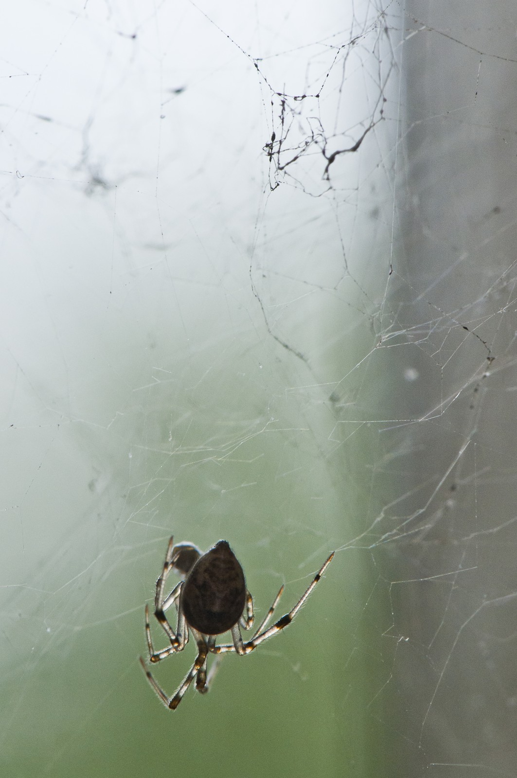 Silhouette d'araignée