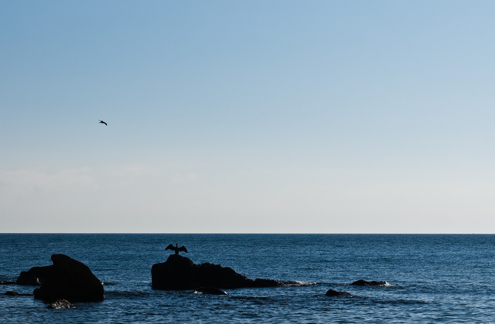 Cormorans sur des rochers