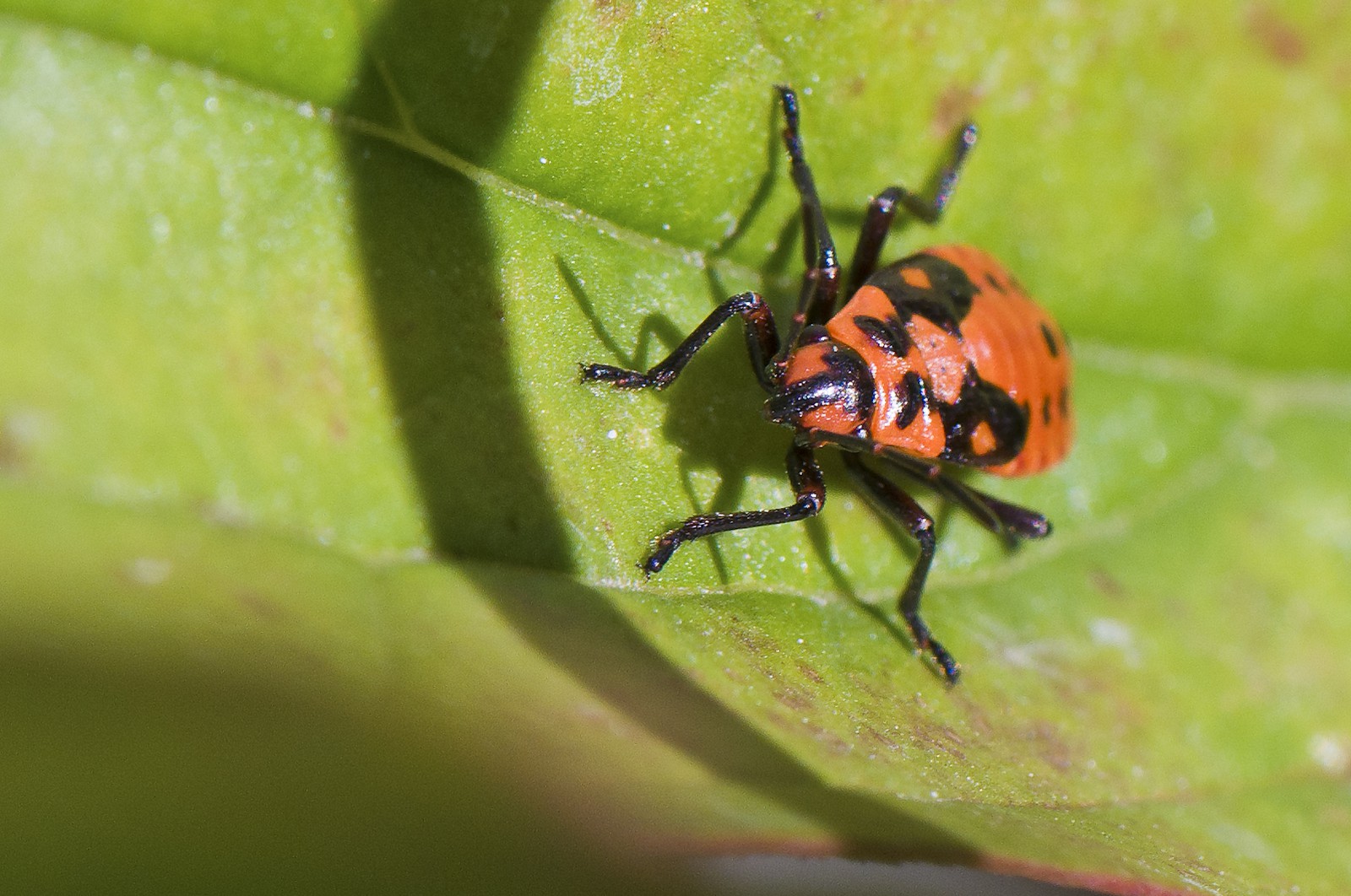 Larve de &quot;gendarme&quot;