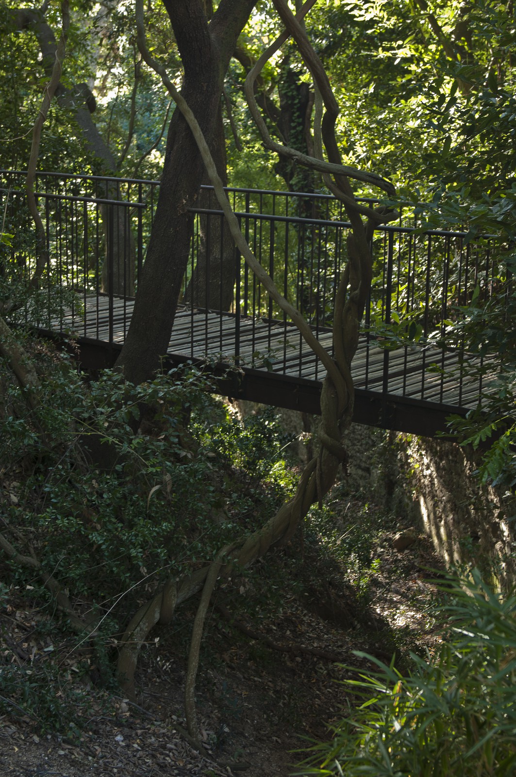 Pont dans un sous-bois