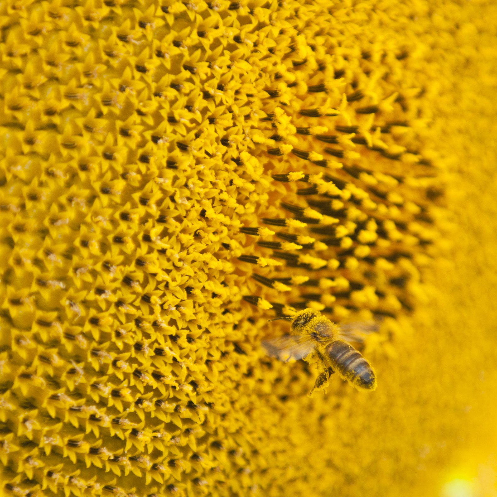 Abeille sur une fleur de tournesol