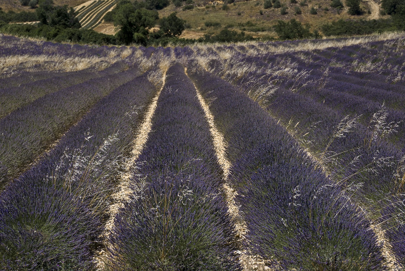 Champ de lavande