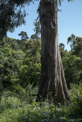 Jardin des Méditerranées