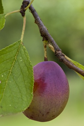 Prune