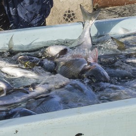 Marché aux poissons