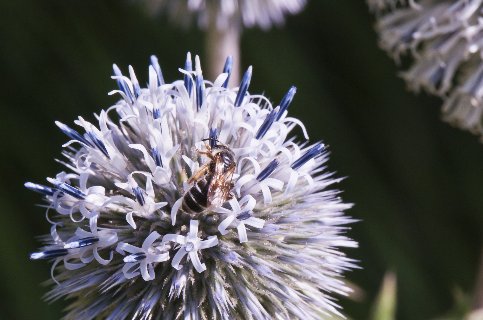 Abeille butinant un chardon