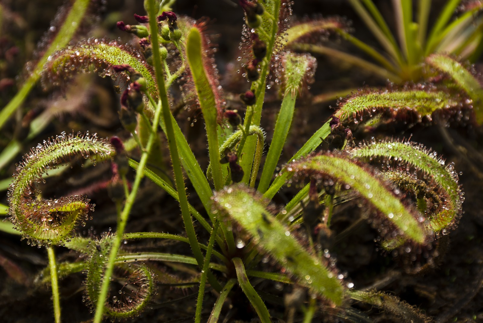 Drosera capensis