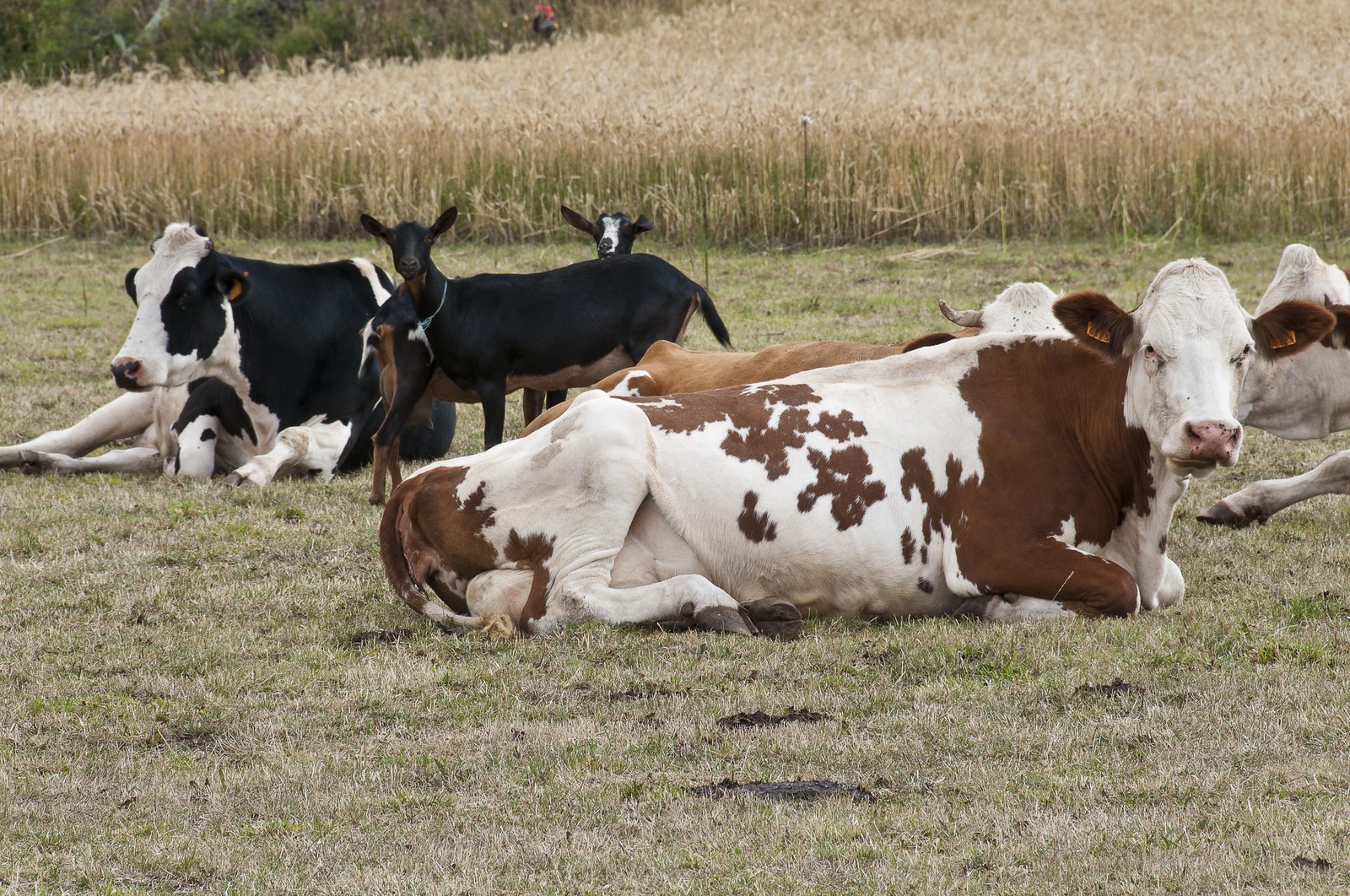 Vaches ruminant