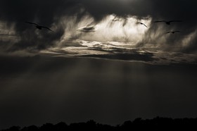 Mouettes sur la Volga