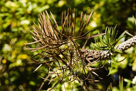 Aiguille de résineux