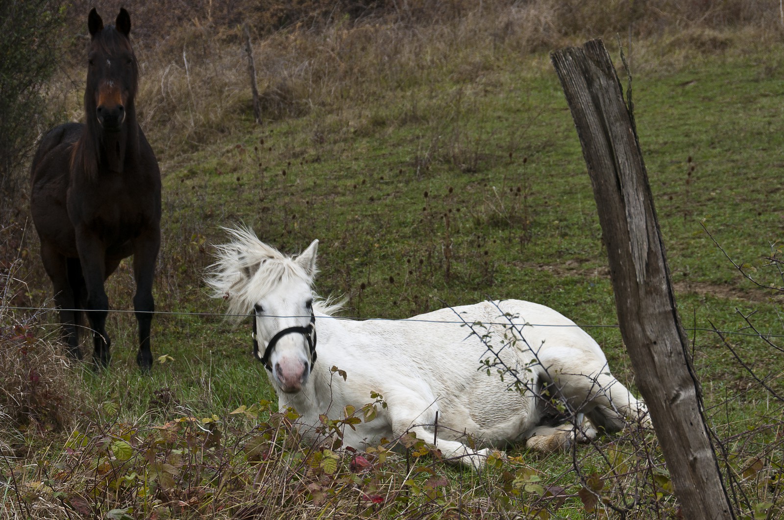 Cheval s'ébrouant
