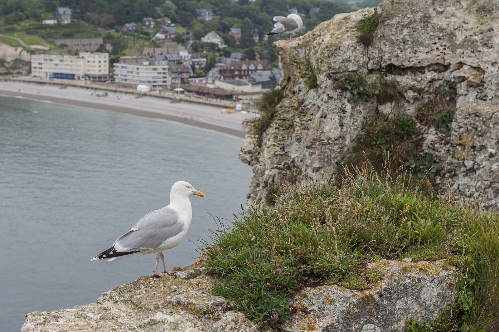 Mouettes sur les falaises