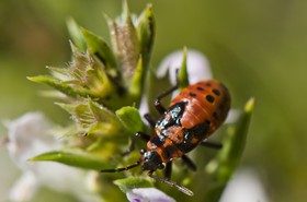 Larve de &quot;gendarme&quot;