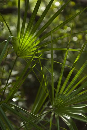 Feuilles à contre-jour